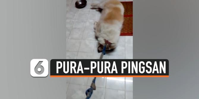 VIDEO: Gemas, Anjing Pura-Pura Pingsan Ketika Dibawa Mandi