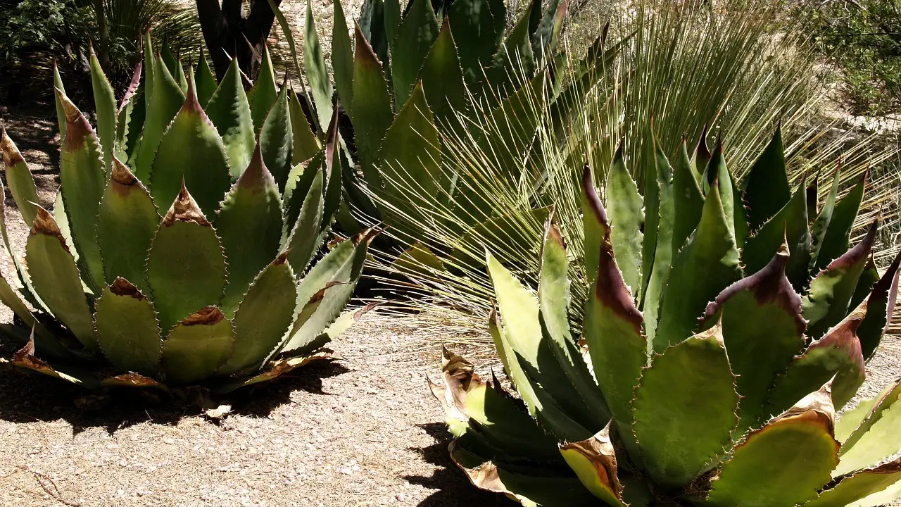 Tanaman beracun yang biasa ada di gurun di Amerika, agave americana. (Foto: pixabay)