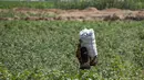 Seorang wanita berjalan dengan karung penuh kapas yang dipanen di sebuah ladang di pedesaan Raqa di Suriah utara (20/9/2022). Kapas tersebut kemudian diangkut ke gudang di bawah kendali pemerintahan Kurdi Suriah. (AFP/Delil Souleiman)