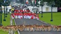 Gerombolan rusa melintas di Istana Bogor jelang kedatangan rombongan Raja Salman, Bogor, Rabu (1/2). Raja Salman membawa sebanyak 1.500 orang termasuk di dalamnya putera mahkota, pangeran dan para menteri. (AFP PHOTO / POOL / Dita Alangkara)