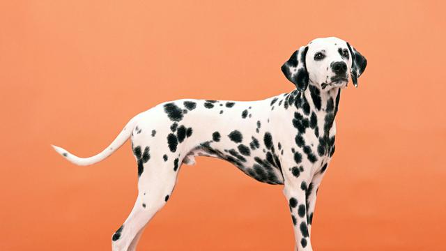 Dalmatian