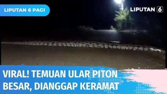 Viral rekaman video yang menunjukkan seekor ular piton menyeberangi jalan di Kabupaten Bojonegoro, Jawa Timur. Sejumlah warga meyakini ular besar sepanjang 6 meter tersebut merupakan ular yang dikeramatkan.
