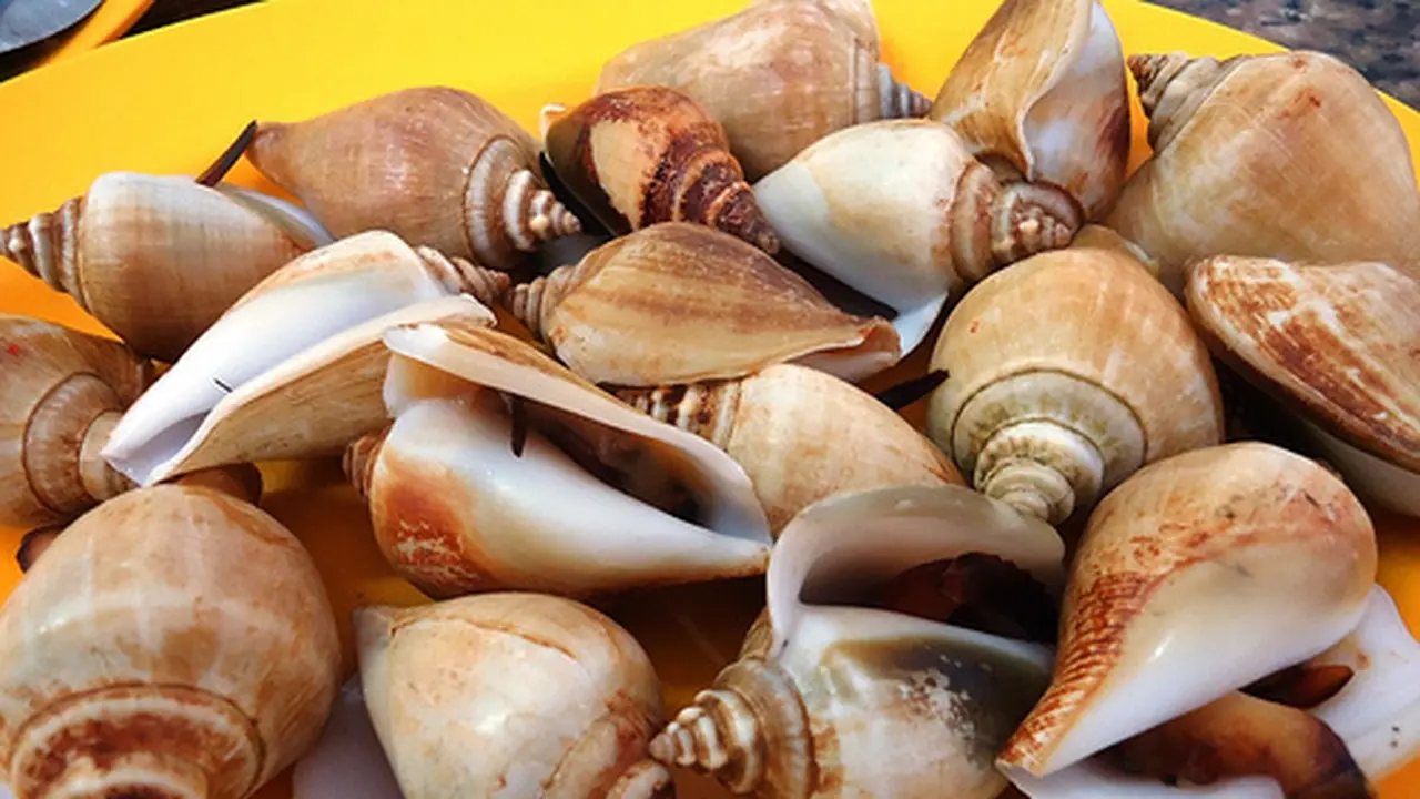 Tips Memasak Gonggong, Kuliner Khas Melayu Kepulauan Riau