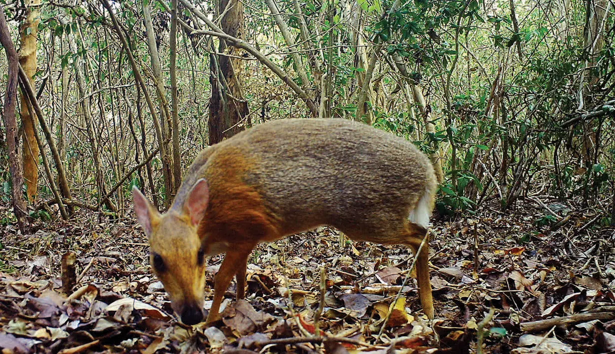 Chevrotain berpunggung perak terekam pada 7 Mei 2018 di hutan wilayah Vietnam. Temuan ini menunjukkan setidaknya di kawasan hutan itu, populasi 'tikus-rusa' kemungkinan cukup besar. (Global Wildlife Conservation/Southern Institute of Ecology/Leibniz Institute for Zoo and Wildlife Research/NCNP/AFP)