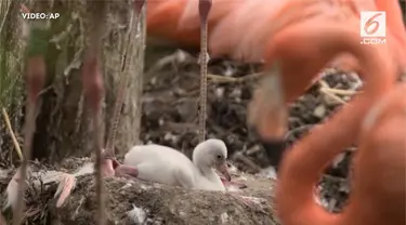 Burung flamingo di Kebun Binatang Chester berasal dari Kepulauan Karibia dan Chili.