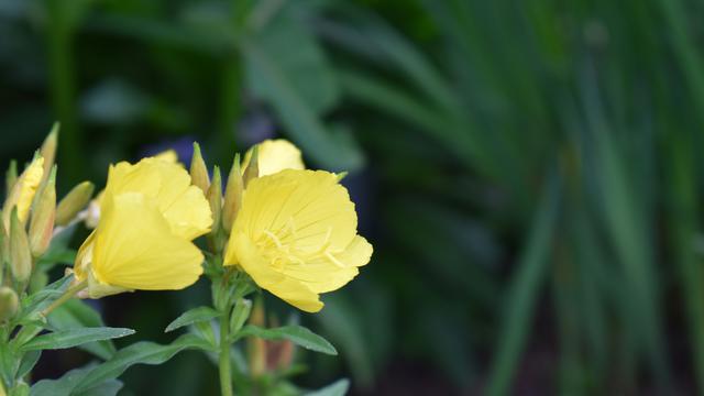 9 Tanaman yang Memiliki Bunga Abadi, Bahkan Tetap Mekar di Musim Panas!