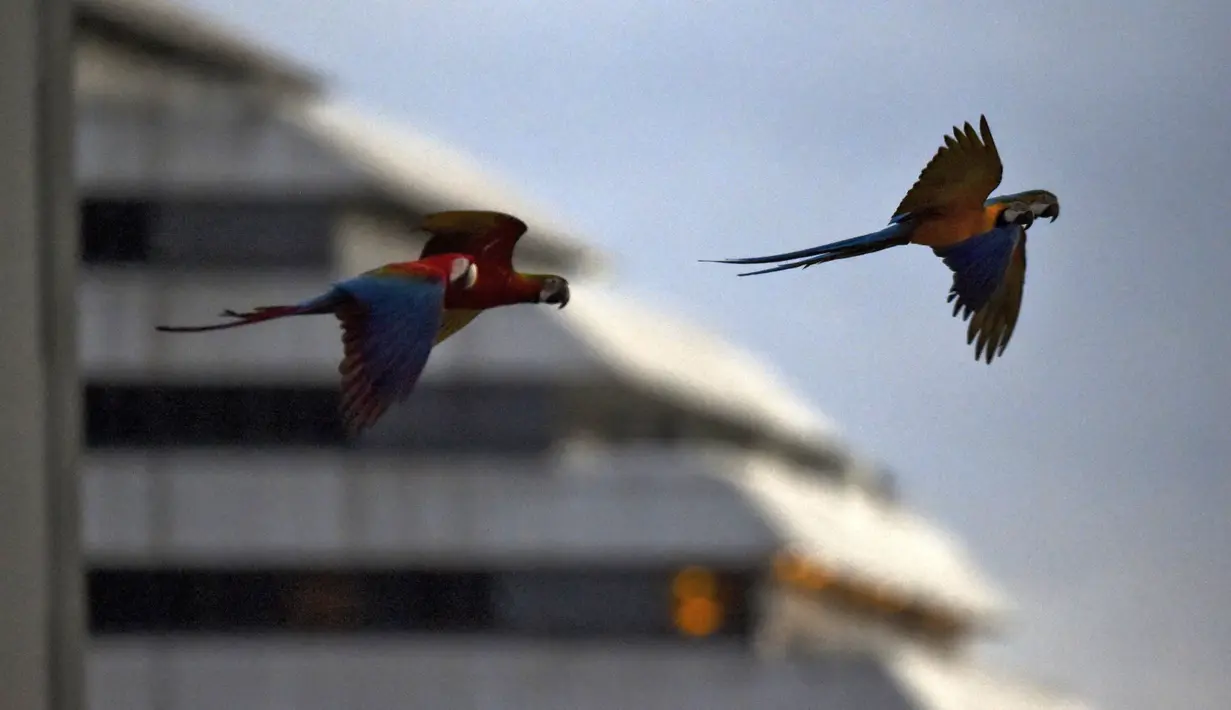 Burung macaw (sejenis beo) terbang di atas sebuah gedung apartemen di Caracas pada 18 November 2018. Setiap sore, puluhan macaw liar berwarna-warni berduyun-duyun ke balkon dan teras tempat warga menaruh makanan untuk mereka. (YURI CORTEZ/AFP)