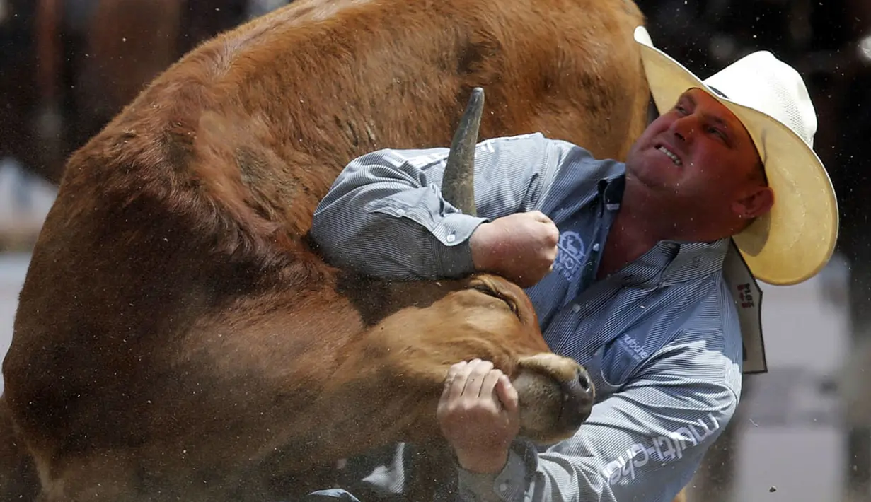 Wade Sumpter dari Fowler, Colorado bergulat berusaha keras menaklukkan sapi liar di festival rodeo Calgary Stampede di Alberta, Kanada, (6/7/2014). (REUTERS/Todd Korol) 