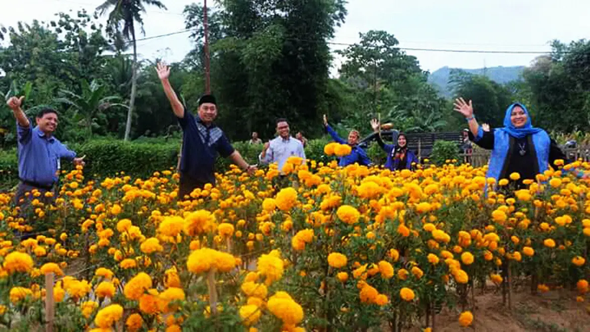 Hamparan bunga marigold di Bulango Timur, Kabupaten Bone Bolango, Gorontalo, membuat mata takjub. (/Arfandi Ibrahim)