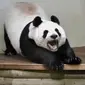 Ilustrasi panda mengantuk | Via: istimewa