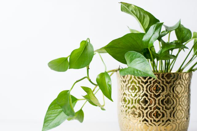 Sirih Gading (Epipremnum aureum)