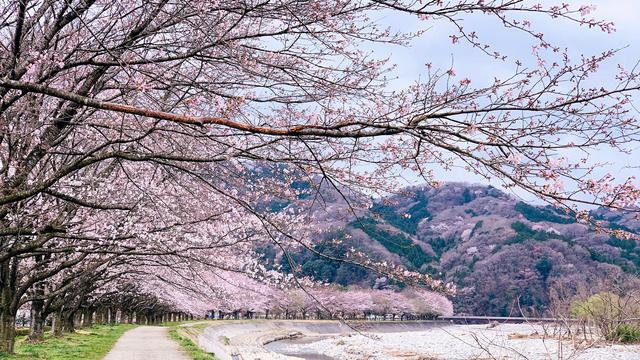 Ilustrasi bunga sakura, cherry blossom