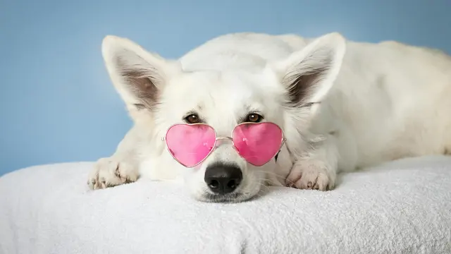 Funny Dog