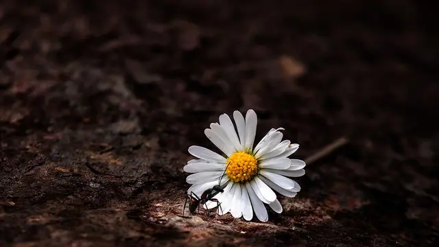 Ciri Khusus Semut