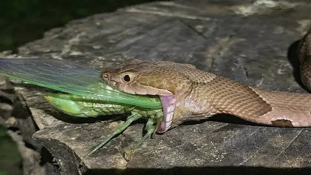 Ular makan mangsanya