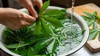 Hidangan Daun Singkong yang Lezat, Ini Olahan yang Anti Pahit