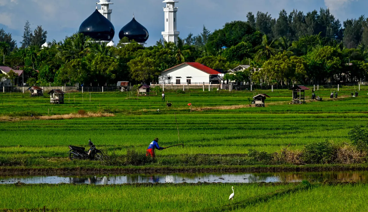 Angka ini naik sekitar 0,10 juta ton atau 5,43 persen dibandingkan produksi GKP tahun 2024 yang tercatat sebesar 1,89 juta ton. Tampak dalam foto, seorang petani bekerja di sawah di Lhoknga, Provinsi Aceh pada Kamis 20 November 2025. (CHAIDEER MAHYUDDIN/AFP)