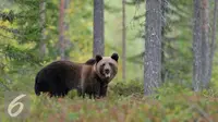 Ilustrasi Beruang (istockphoto)