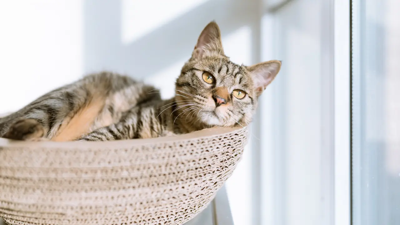 Kucing