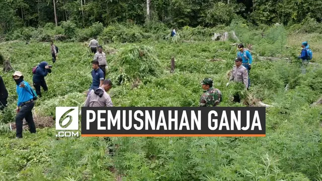 BNN memusnahkan ladang ganja ribuan meter persegi di Aceh Besar. Diduga ladang ini dapat memproduksi ganja basah hingga 10.000 ton.