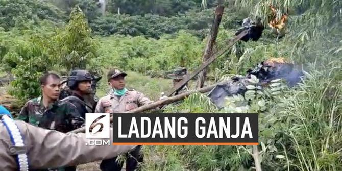 VIDEO: BNN Musnahkan Ladang Ganja 1 Hektare di Aceh