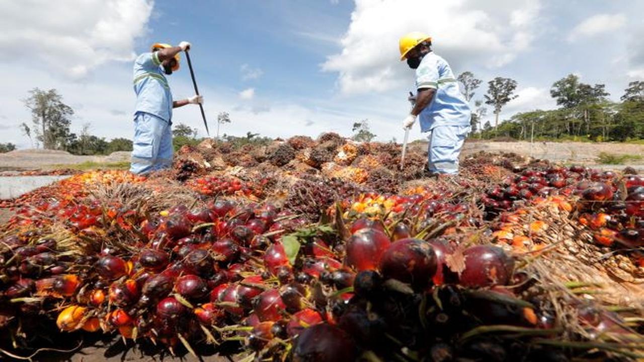 Produksi TBS Austindo Nusantara Jaya Tumbuh 4,8% pada 2023