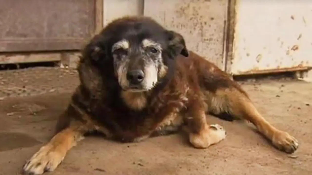 Maggie, Anjing Tertua di Dunia Itu telah Tiada