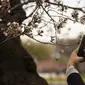 Seorang wanita menggunakan kamera ponsel untuk mengambil gambar dari bunga sakura yang mulai mekar di Tidal Basin, Washington DC, Selasa (22/3). (Jim Watson/AFP)