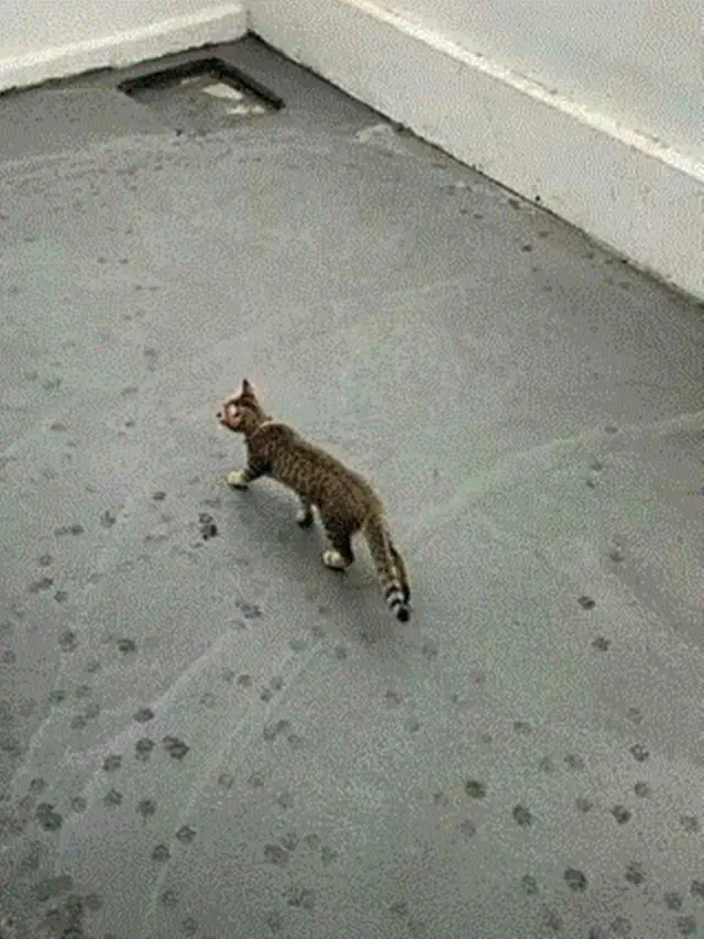 6 Tingkah Kucing Jalan Santai di Atas Cor Basah Ini Bikin Kuli Bangunan Meringis