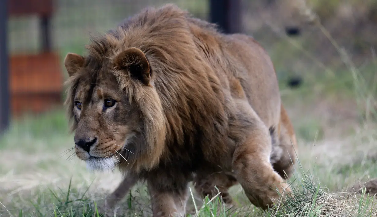 Saeed (2) yang berhasil diselamatkan dari Suriah dan dilepaskan ke kandang di Lionsrock Lodge and Big Cat Sanctuary, Bethlehem, Afrika Selatan, Senin (26/2). Four Paws menyelamatkan dua singa dari zona perang di Irak dan Suriah. (AP Photo/Themba Hadebe)