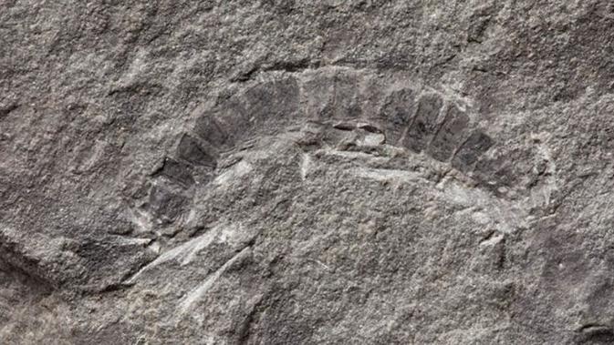 Ini Penampakan Fosil Hewan  Darat Pertama  yang Ada di  Bumi  