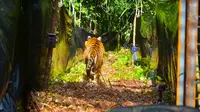 Harimau sumatra Corina berlari ke hutan saat pintu kandang dibuka oleh personel BBKSDA Riau. (Liputan6.com/BBKSDA Riau/M Syukur)