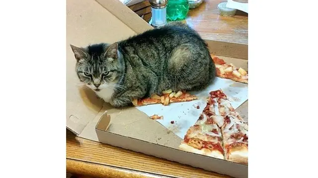 6 Momen Apes saat Mau Makan Pizza Ini Bikin Nyesek