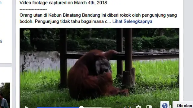 Orangutan merokok