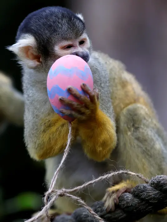 Seekor monyet tupai menikmati makanan yang diambil dari wadah dari telur Paskah yang terbuat dari bubur kertas selama pemotretan di ZSL London Zoo di London, Inggris (18/4). Kebun binatang ZSL London menghadiahkan hewan-hewan peliharaannya makanan dalam kemasan telur Paskah. (Reuters/Peter Nicholls)
