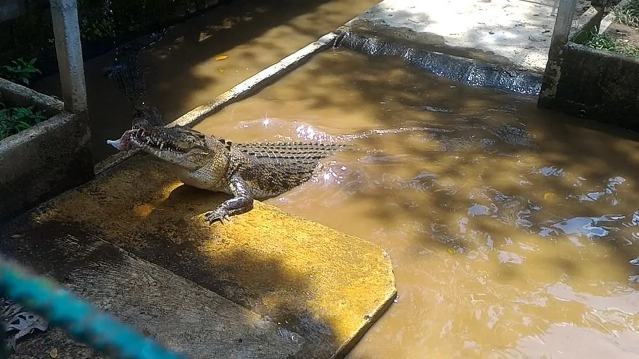 Buaya muara yang masing-masing berbobot 2,5 kuintal dan 2 kuintal di Penangkaran Buaya Dawuhan Kulon, Kedungbanteng, Banyumas. (Foto: Liputan6.com/Muhamad Ridlo)
