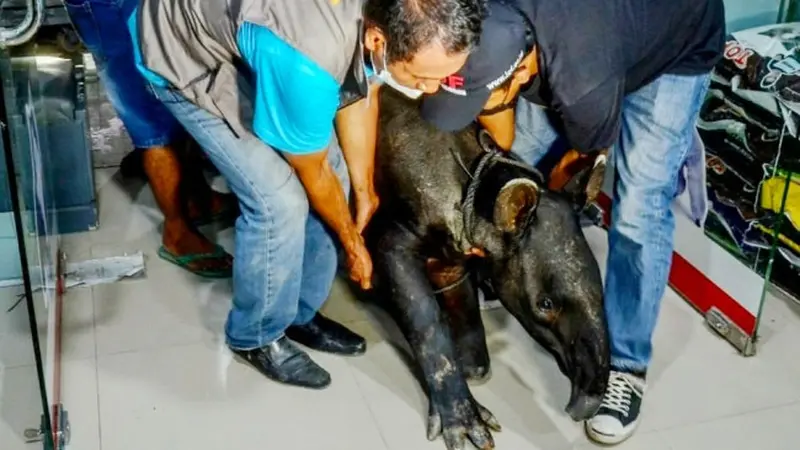 Petugas BBKSDA Riau mengevakuasi tapir yang kaki depan dan belakangnya terluka parah karena jerat.