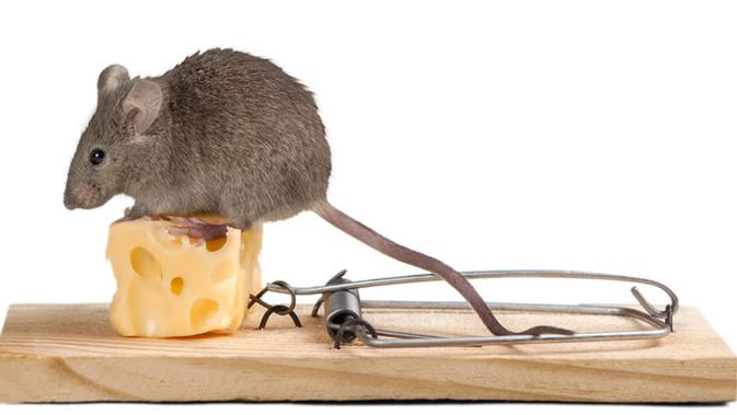 10 Cara Mengusir Tikus di Rumah dengan Bahan Alami, Mudah dan Ampuh