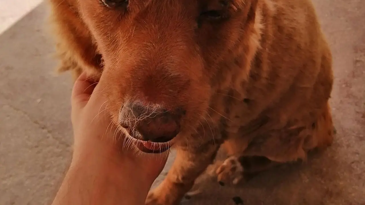 Bobi Si Anjing Tertua di Dunia Mati di Usia 31 Tahun, Cetak Rekor Baru yang Bertahan Hampir Seabad