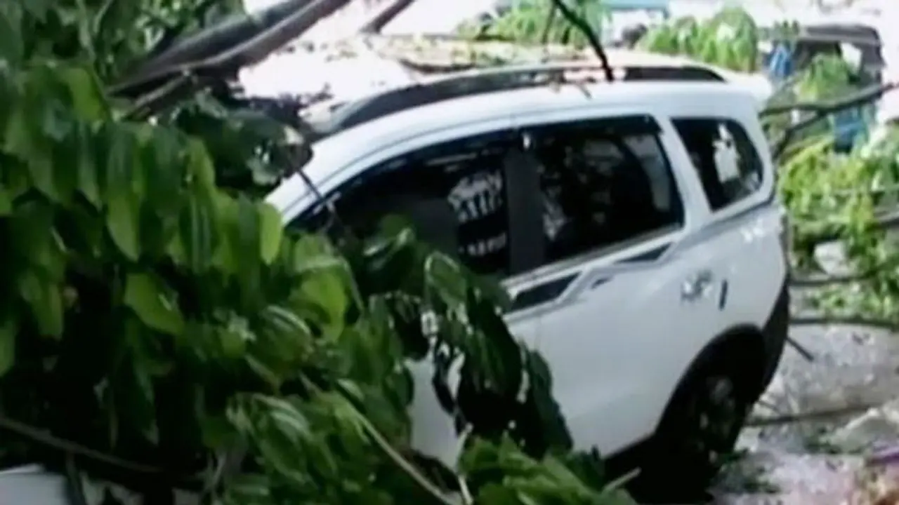 Mobil Rusak Tertimpa Pohon hingga Penembakan di San Bernardino