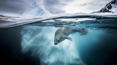 Hasil Jepretan Memukau Fotografi Bawah Air Terbaik 2019 (sumber: underwaterphotographeroftheyear)