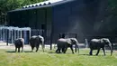 Empat gajah sirkus yang sudah pensiun berjalan di kandang mereka yang baru dibuat di Taman Safari Knuthenborg, Denmark, Sabtu (30/5/2020). Pemerintah Denmark membeli gajah-gajah tersebut pada tahun lalu dan memberlakukan larangan hewan lliar di sirkus. (Claus Bech / Ritzau Scanpix via AP)