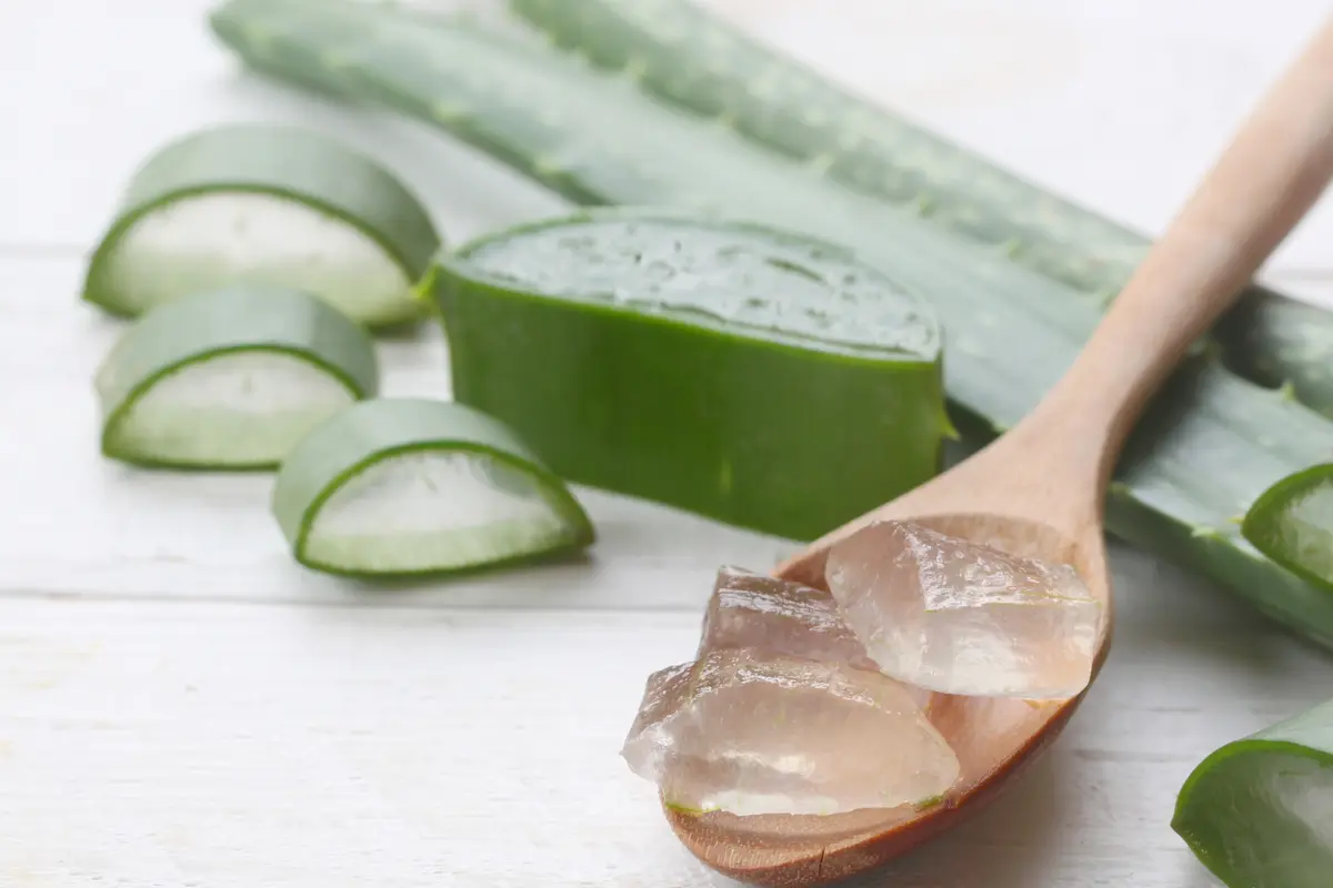 aloe vera