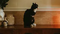 Rexie Roo, si kucing berkaki dua yang diadopsi sang pemilik yang mempromosikan adopsi hewan pelihataan berkebutuhan khusus di Instagram. (dok. Instagram @t.rexie.roo/https://www.instagram.com/p/CE5R0FkBQWw/)
