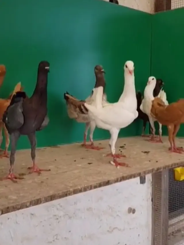 Viral Video Merpati Punya Kaki Mirip Ayam, Curi Perhatian Netizen