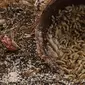 Maggot terlihat di Kantor Dinas Lingkungan Hidup DKI Jakarta, Selasa (3/11/2020). DLH DKI memberdayakan maggot untuk mengurai sampah organik yang bersumber dari sumbangsih warga sebagai pupuk kompos. Selain itu, larva tersebut juga bisa menjadi pakan hewan ternak. (Liputan6.com/Herman Zakharia)