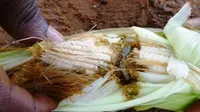 Wabah ulat tentara menyerang tanaman jagung di Afrika (Cabi)