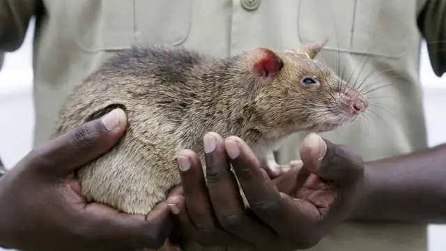 Seorang pawang memegang seekor tikus pendeteksi ranjau darat di Phnom Penh, Kamboja, pada 27 Agustus 2020. (Xinhua/Phearum)