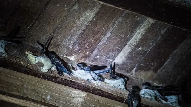 Bisnis Sarang Walet Terus Menggeliat