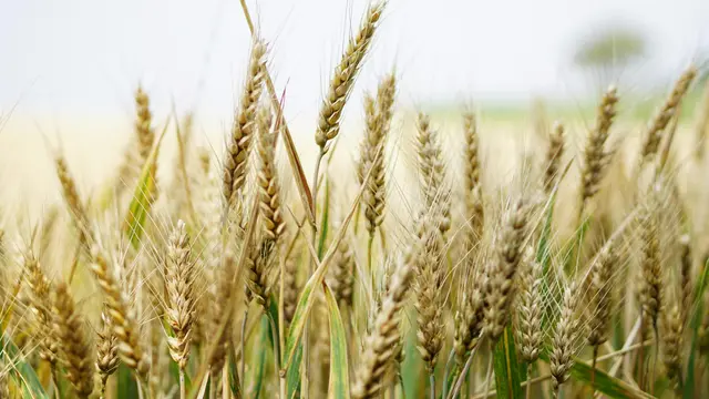 Menjaga Kesehatan Pencernaan